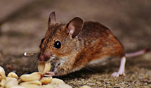 24 Hour & Emergency Exterminators in Lakewood, CA